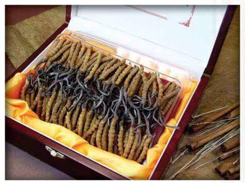 盖州冬虫夏草回收